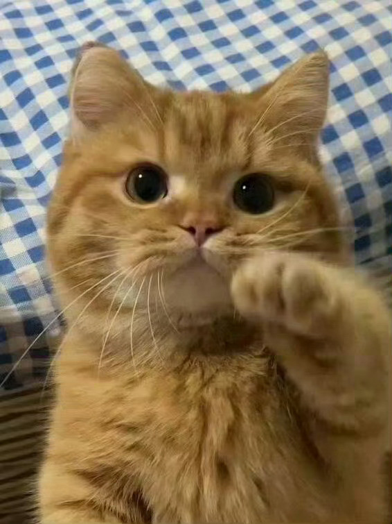 猫咪：过来让我摸摸，你命里有财