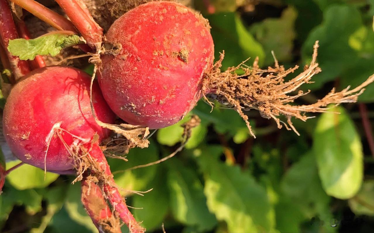 一个女人的子宫没了，卵巢切除了，就连宫颈也摘了，她想不通！作为一个女人，因为