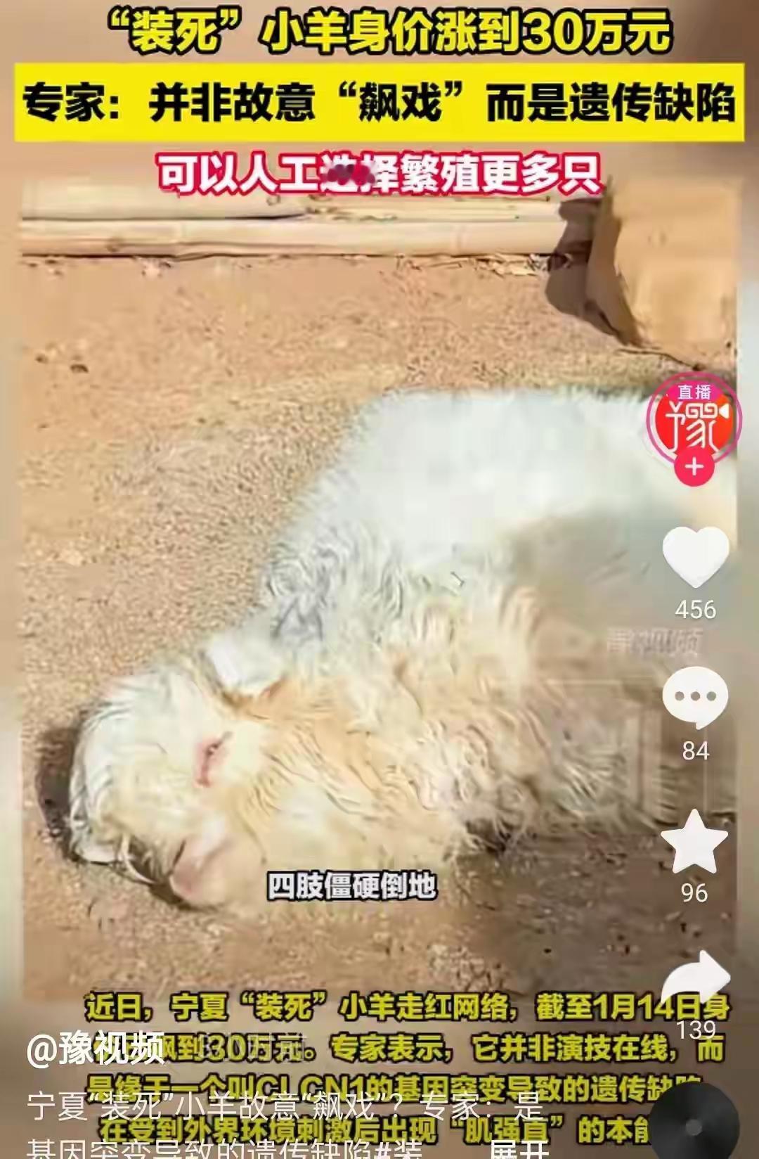 420元没人要，10天后飙到30万！宁夏一只“装死羊”凭躺平绝技封神，网友直呼：