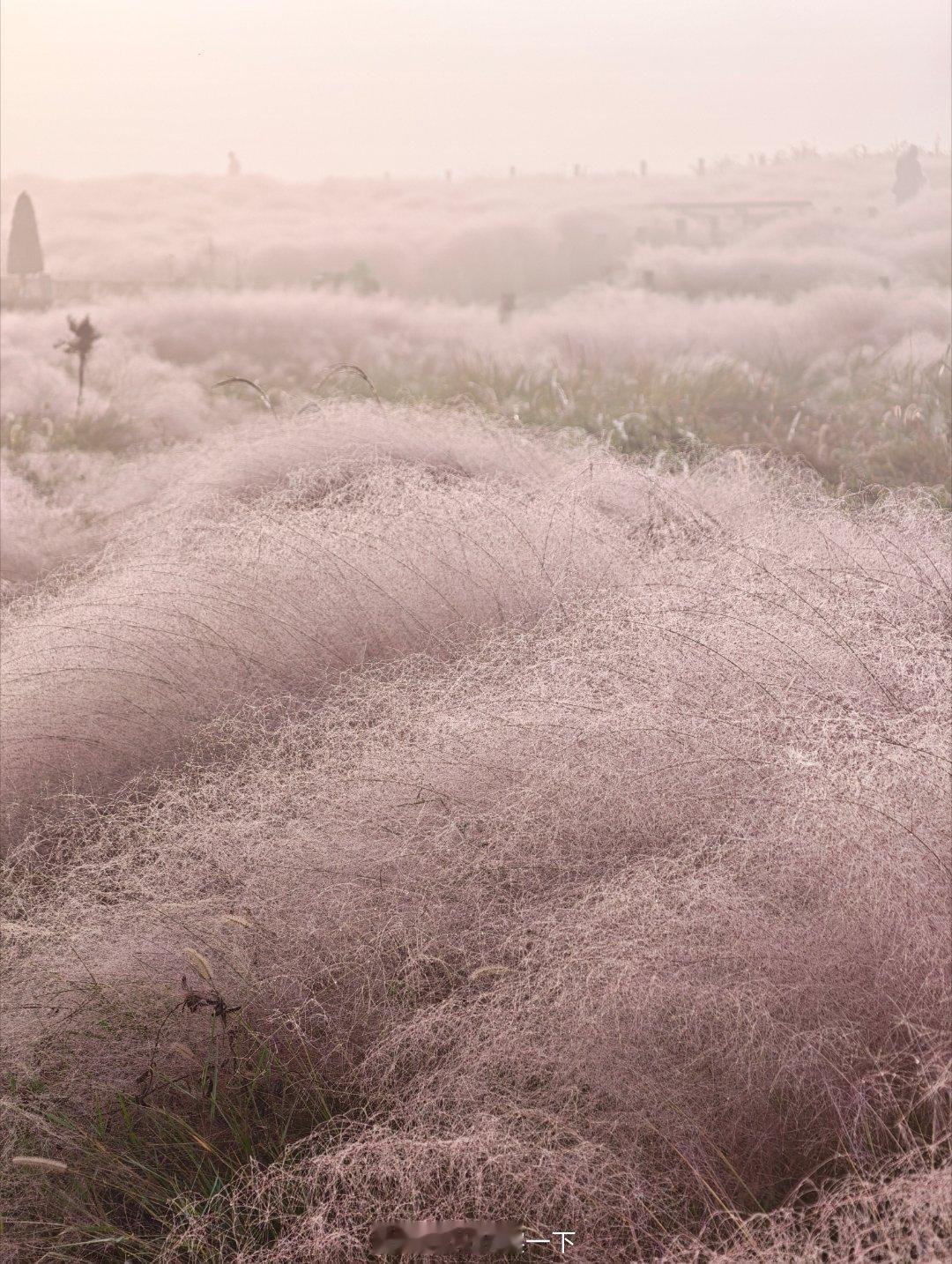 今天的小岭南雾太大了不出片儿，第三张是我三年前拍的，直接是壁纸级别[doge]有点东