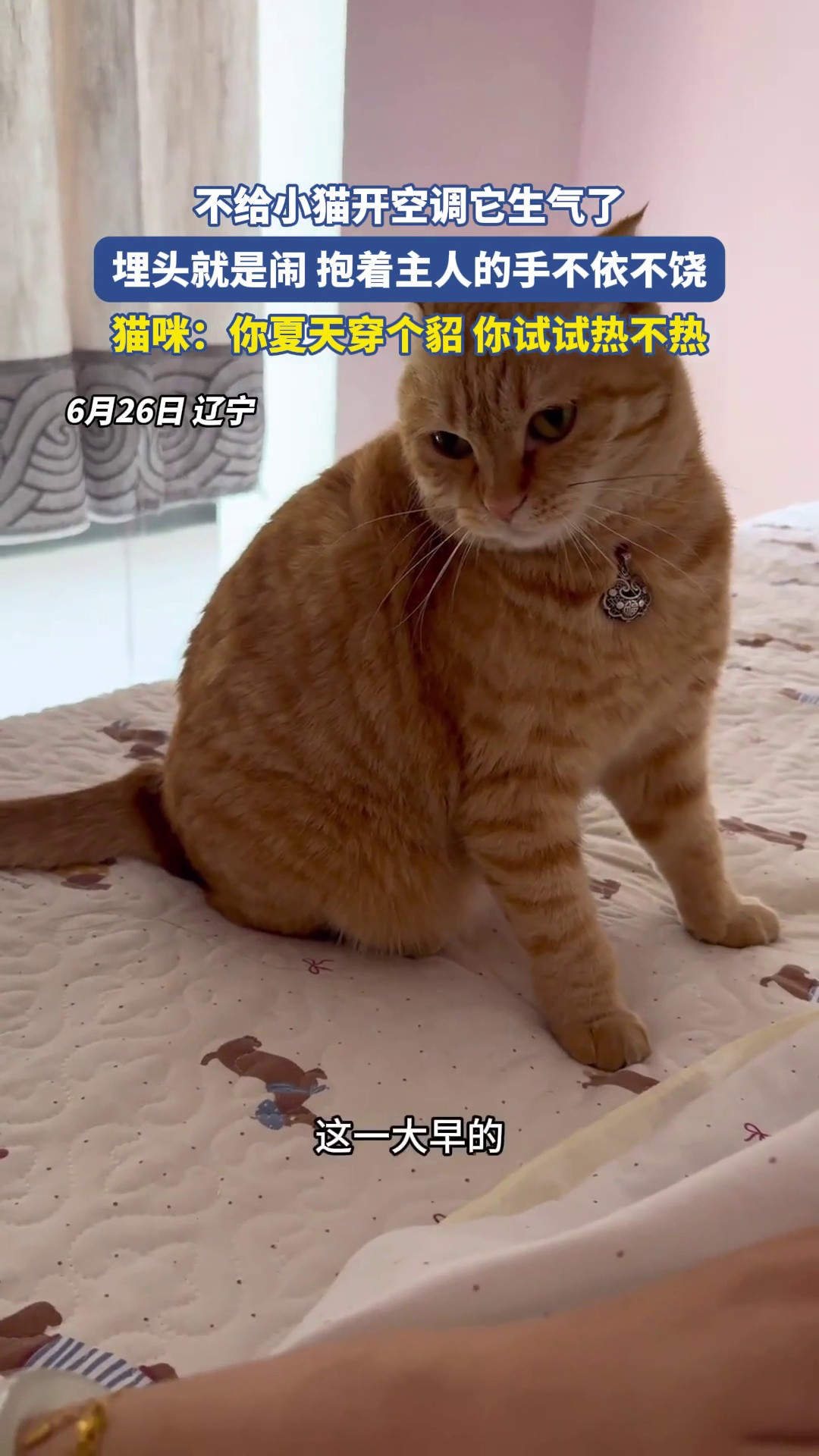 不给小猫开空调它生气了，埋头就是闹抱着主人的手不依不饶
