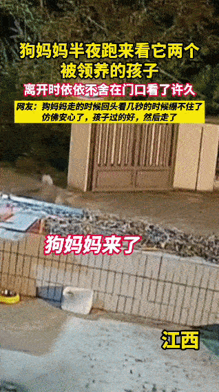 深夜里，狗妈妈循着记忆中的气味，穿过了半条街。它悄悄来到领养孩子的人家门口，只为