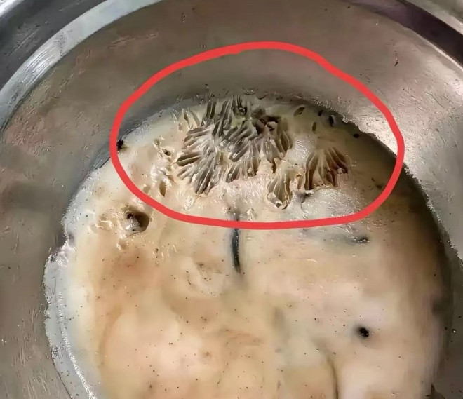 什么玩意动了我的猪油，这还能吃吗？