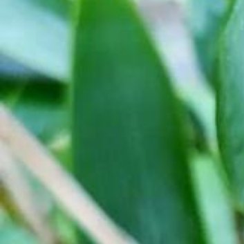 种植🍃箬竹的养殖方法和注意事项：一、养殖方法：1.选择合适的种植地点：箬竹喜