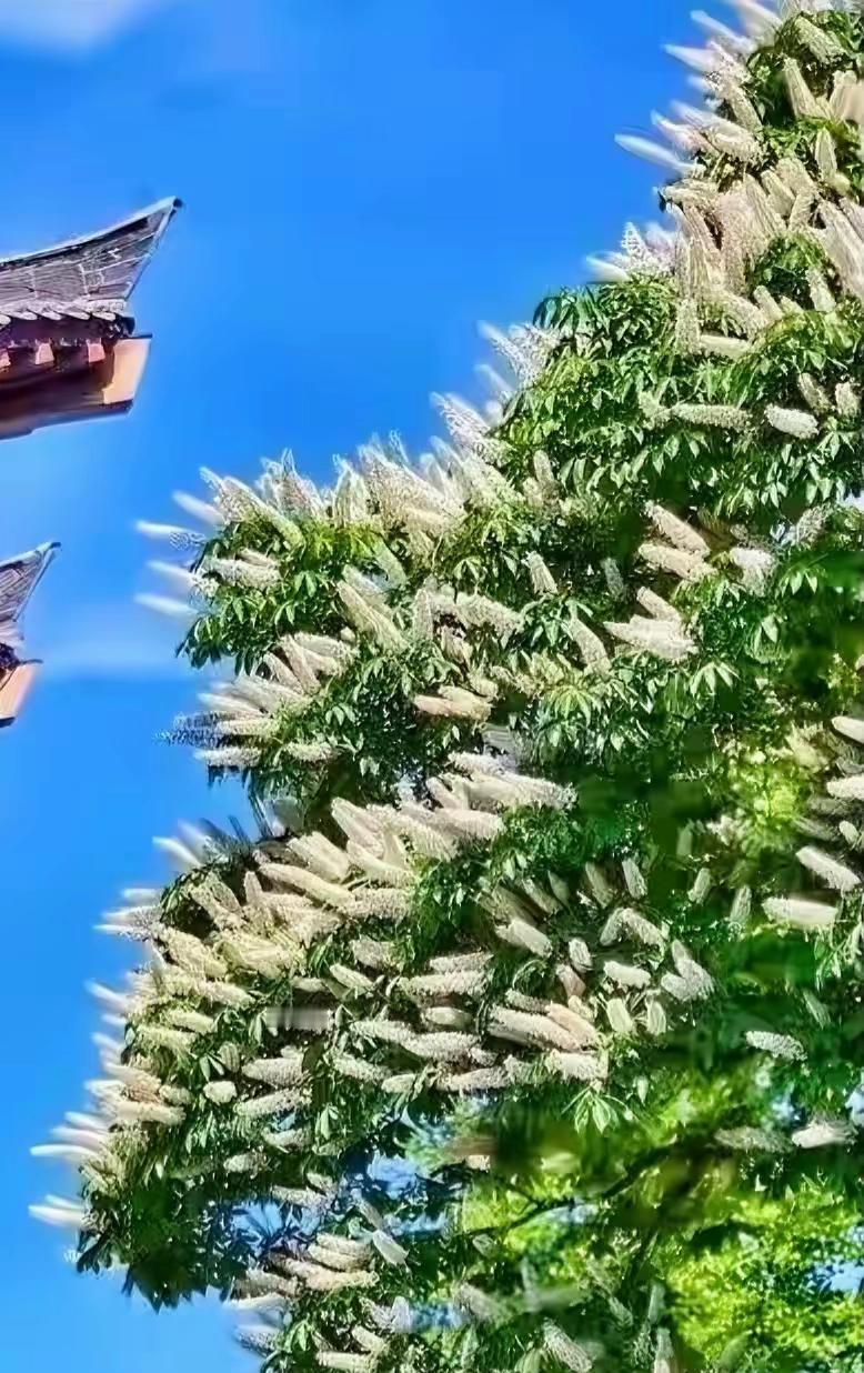 河南洛阳这几天被一株古树点亮了，1500多年岁月沉在年轮里，一夜之间却被满树白花