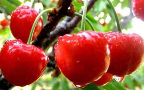 梦见许多枣树还摘了几个枣，寓意与解析