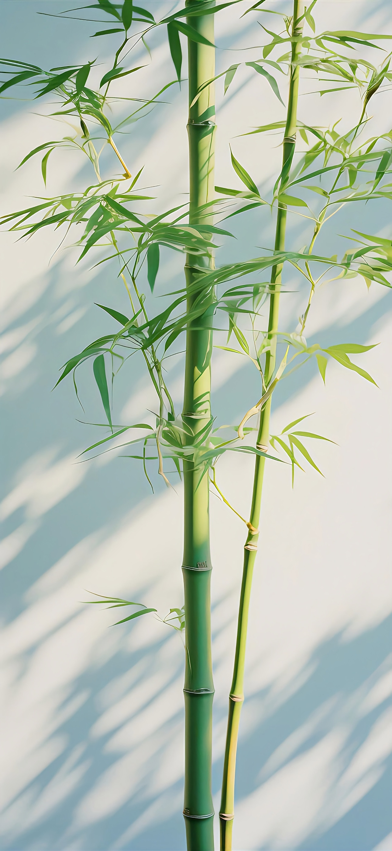 深景壁纸​​​