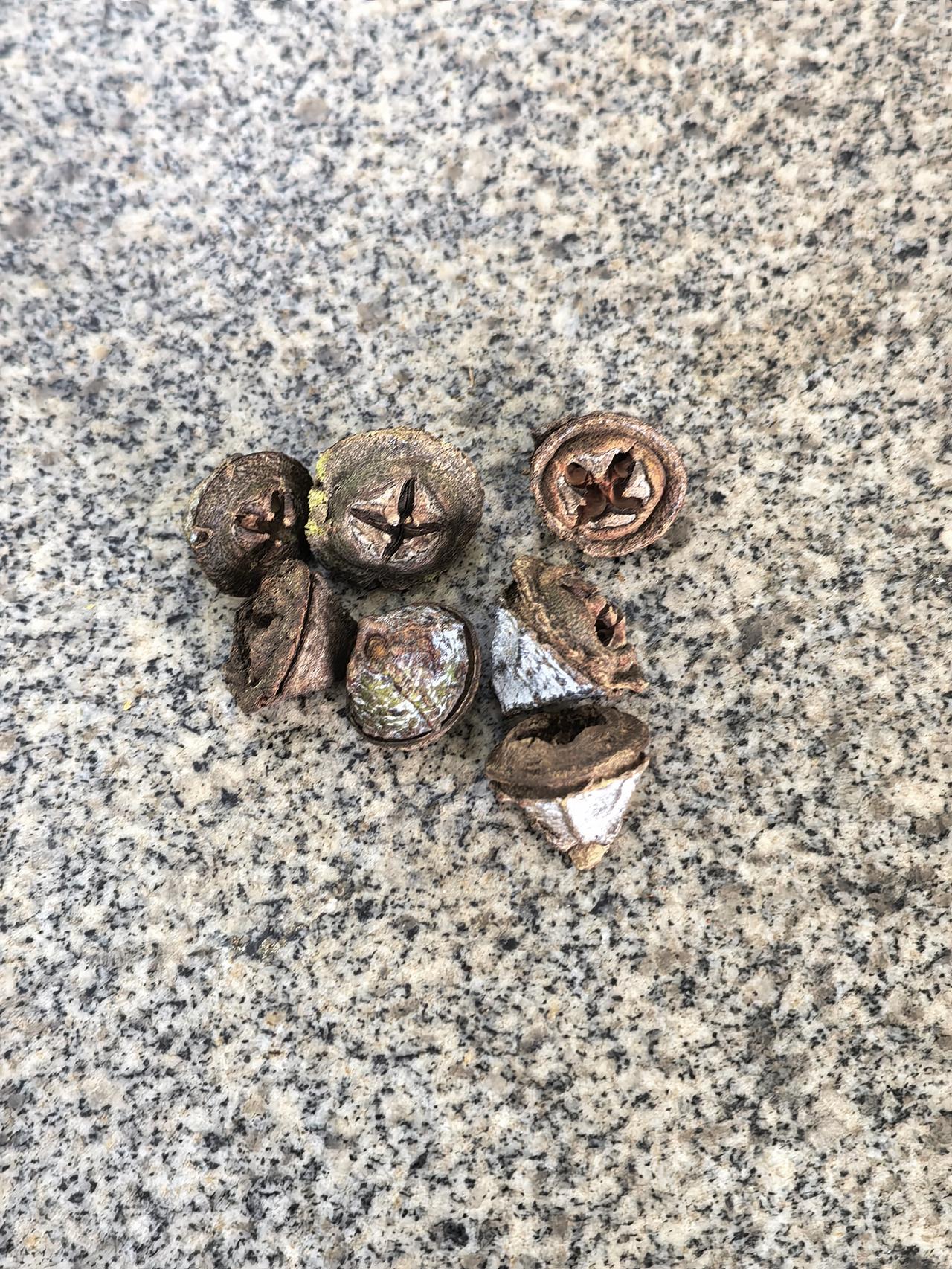 这些果子是什么呢？烤熟了是不是可以当零食啊！