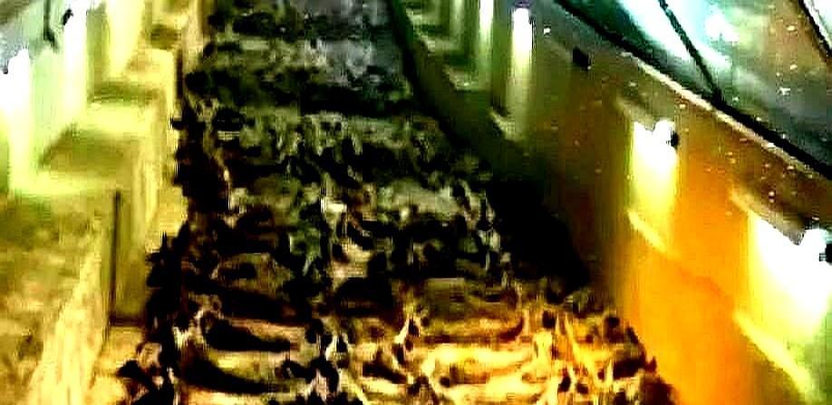 许多人以为殉葬就是活人被强行推进地宫，在封闭后哭喊绝望，事实上为了生存，他们可能
