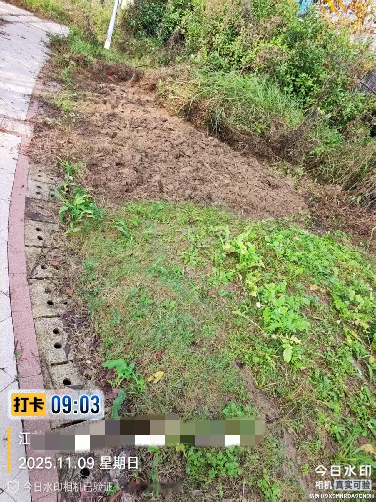 今天是金碧物业走后的第9天。我看到评论上面有人说赶紧去抢地种菜，想不到这种情