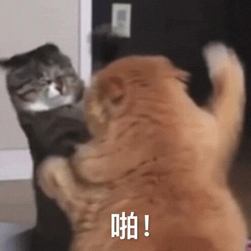 非常喜欢一些发癫的猫狗表情包