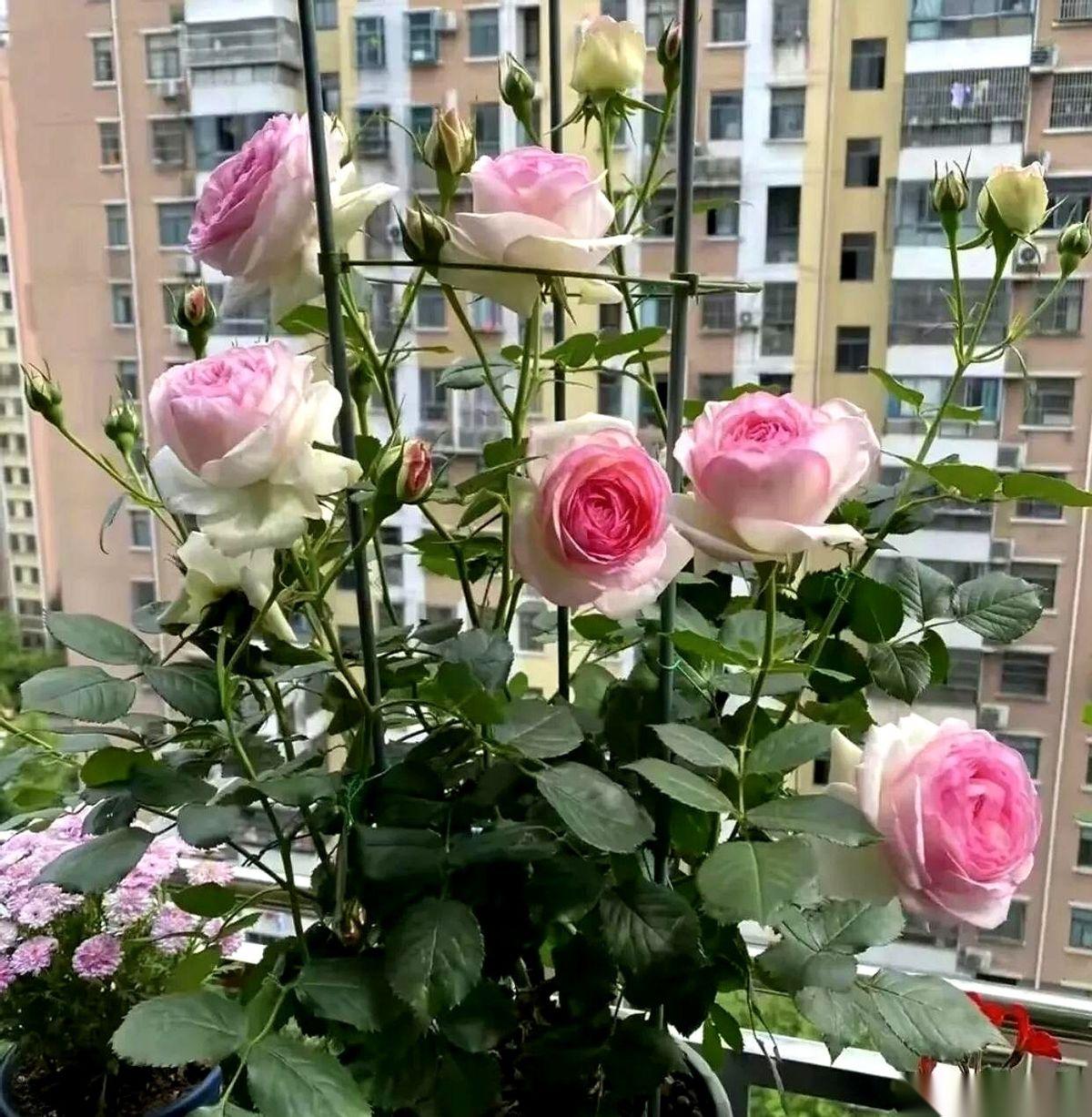 一万八。就为了一万八请个月嫂，朋友差点没跟儿媳妇当场撕起来。最扎心的是儿媳妇