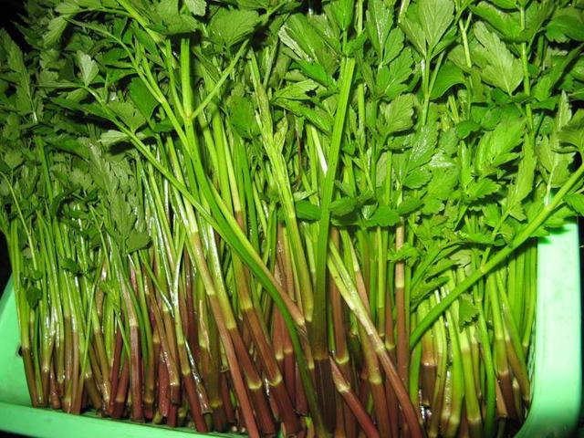 水芹菜跟旱芹菜,西芹的区别: 1,形态不一样,水芹根茎以圆形为主