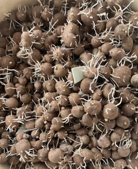 这是哪里的特色美食？应该怎么做才好吃？