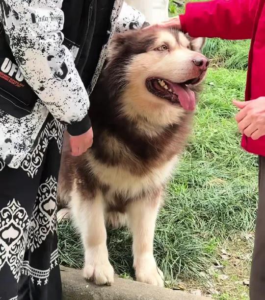 江苏。王女士养了条阿拉斯加犬，重达100多斤。近8个月咬了3次人。每次她都联系