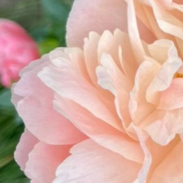 0000种植🌸‎种植文案牡丹花种植核心是选对时间+配好土壤+控制深度，最佳