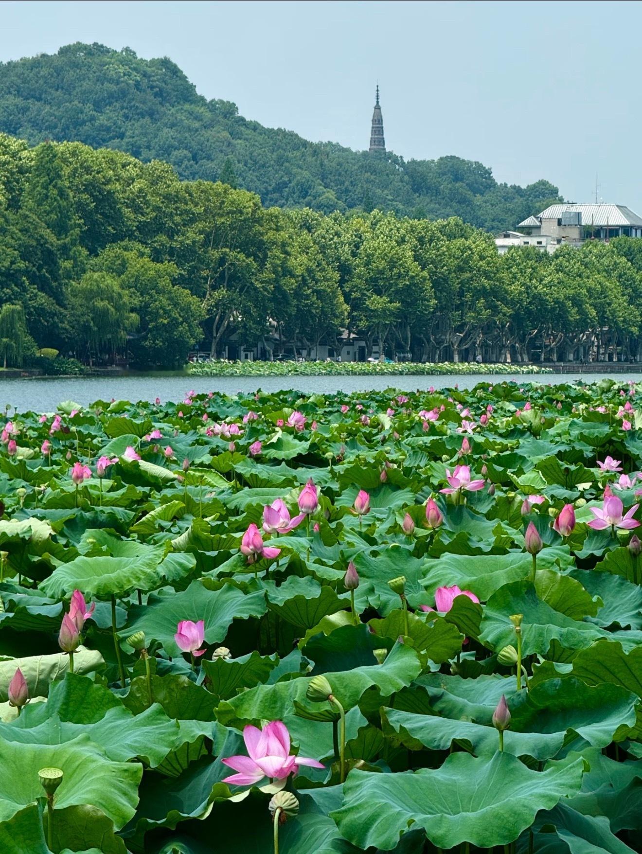杭州西湖将连续一周撒7吨漂白粉之前去西湖玩过一次确实西湖很大很漂亮没想到维护起来