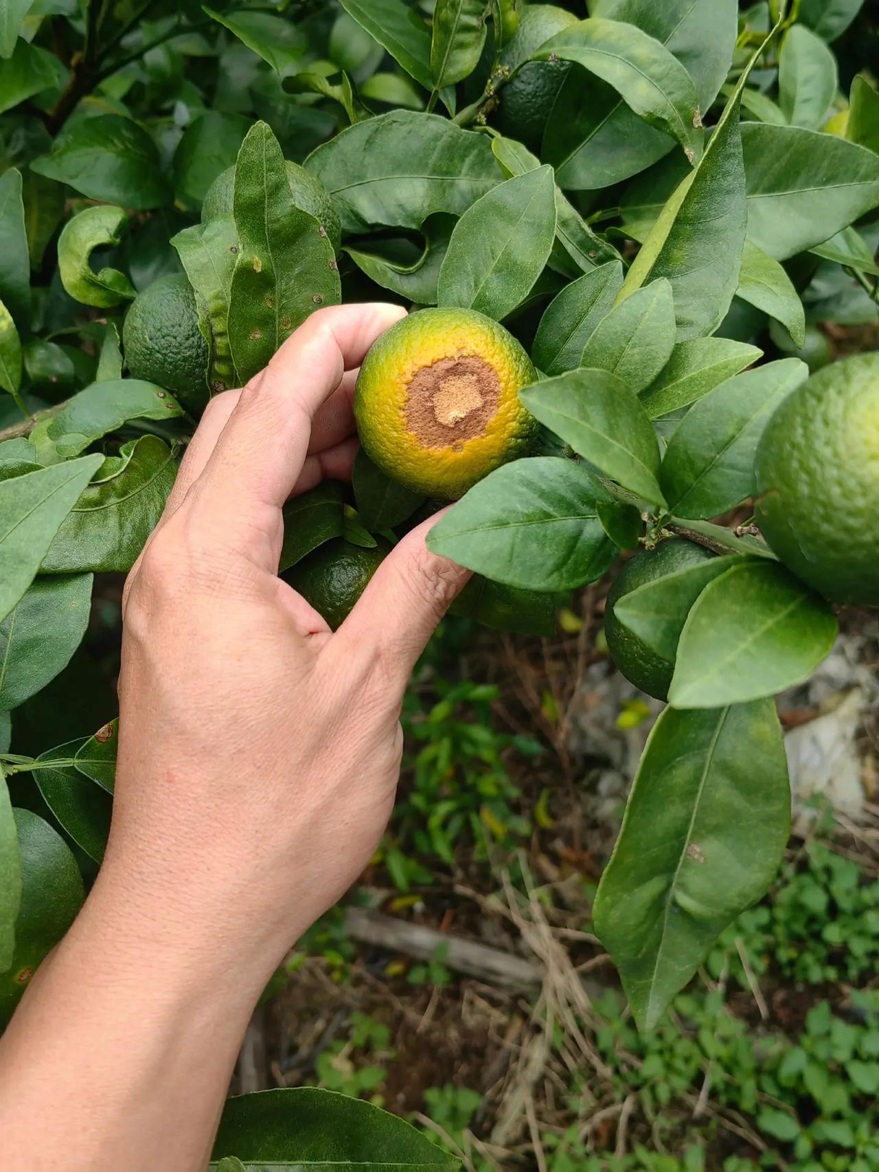 这天气，谁来都不行柑橘种植分享真实种植反馈柑橘种植自家果园种植