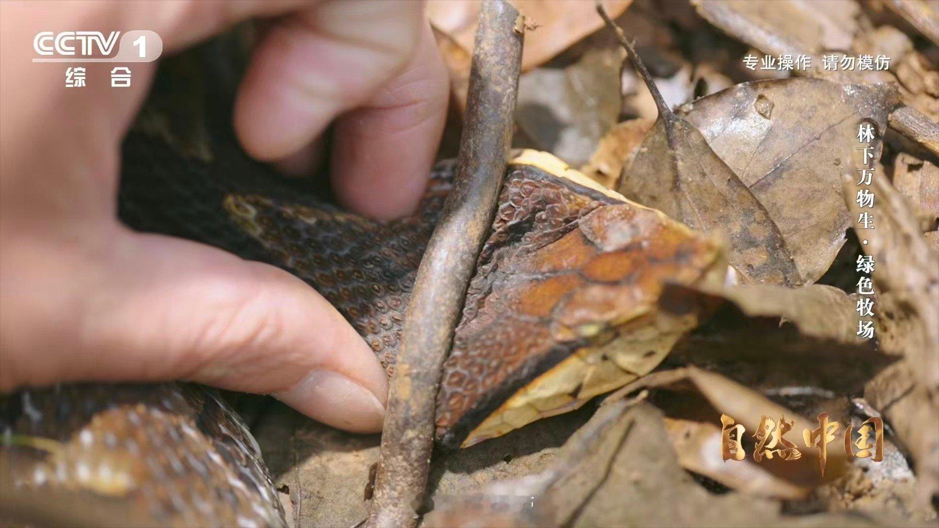 能晒太阳躲雨的仿生态蛇园啥样永州智慧让养殖回归自然逻辑！仿生态蛇园里，异蛇可以自