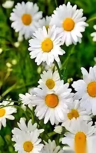 人累死之前，心早就死了。我那堂哥，去给30多亩地打农药，结果，把喷头对准了自己