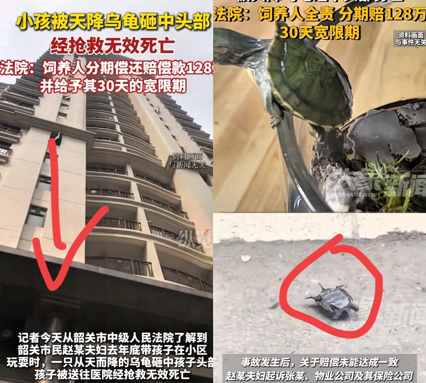 天降“夺命乌龟”，双方都“天降大祸”你养个龟都出人命了？法院判的太正确