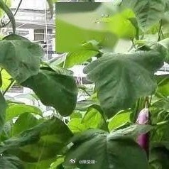 种植0800茄子完整种植方法（阳台盆栽+地栽通用，新手易懂）一、最佳种植时间春
