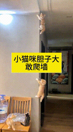 别看俺家小猫年纪小，胆子是真不小，竟敢直接徒手爬墙壁。往上爬的时候特别利索，爬