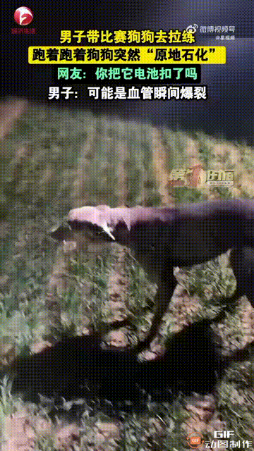 这下解释不清了！河北，一男子带着狗子到户外拉练，没想到，狗子高速跑了20分钟，突
