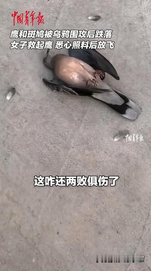 “笑不活了！”近日，山东荣成，一只鹰正在捕食斑鸠，没想到碰到了不速之客。两只乌鸦