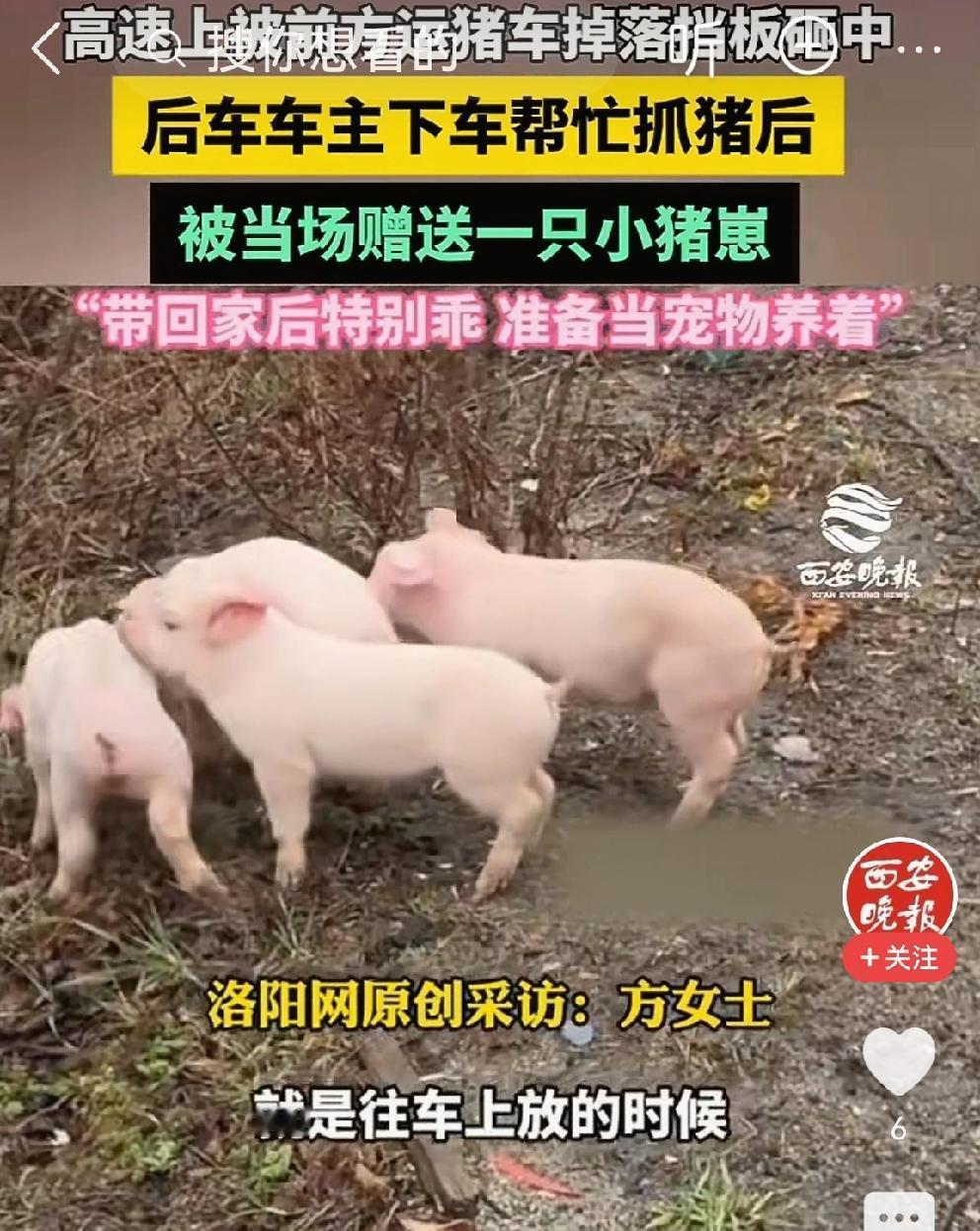 女子高速帮忙抓猪，获赠一头小猪🐖1月31日，安徽阜阳一名女子和家人开小车走
