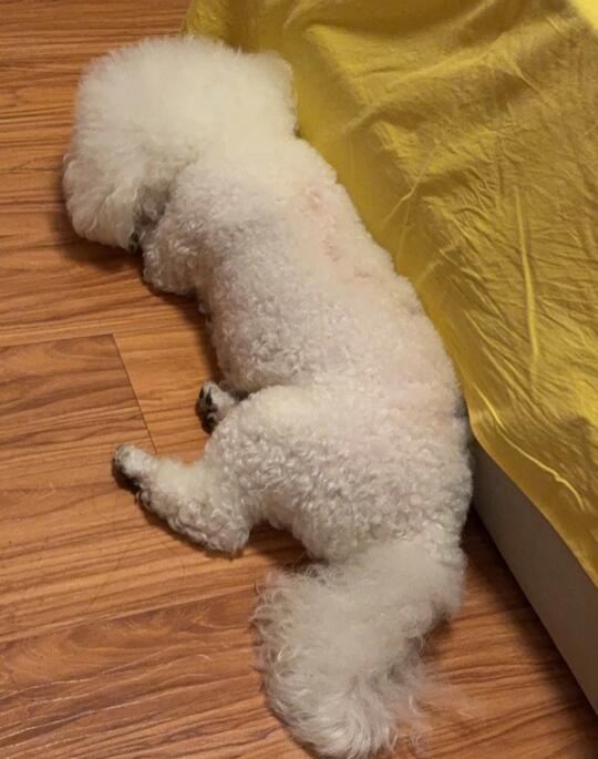狗狗一直咬自己的脚咋回事？