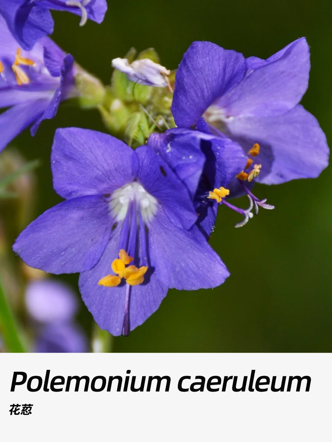 带你每天认识一种花材399｜花荵