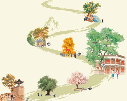 长征·红军树(见证)