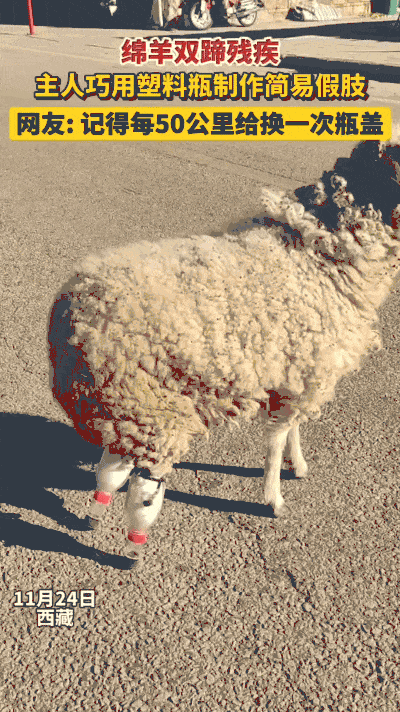 “太有头脑了！”西藏，一只小羊因寒冷冻坏了双蹄，再也无法站立行走，本以为此生只能