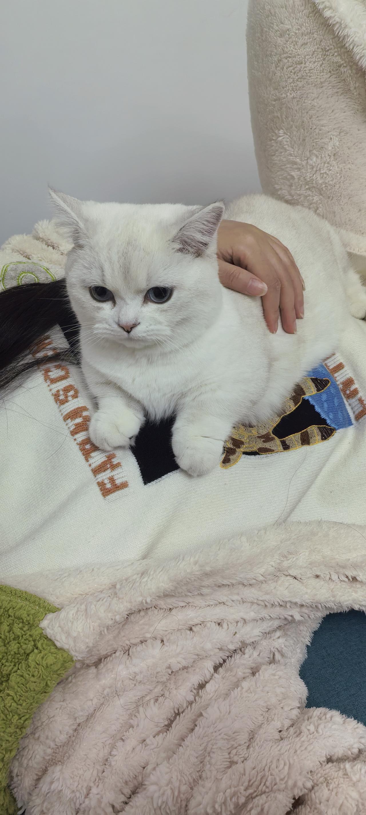 夸我家猫千千万，但最值的我夸的一点，确是很多养猫人最烦恼的一点。我来说说我家的