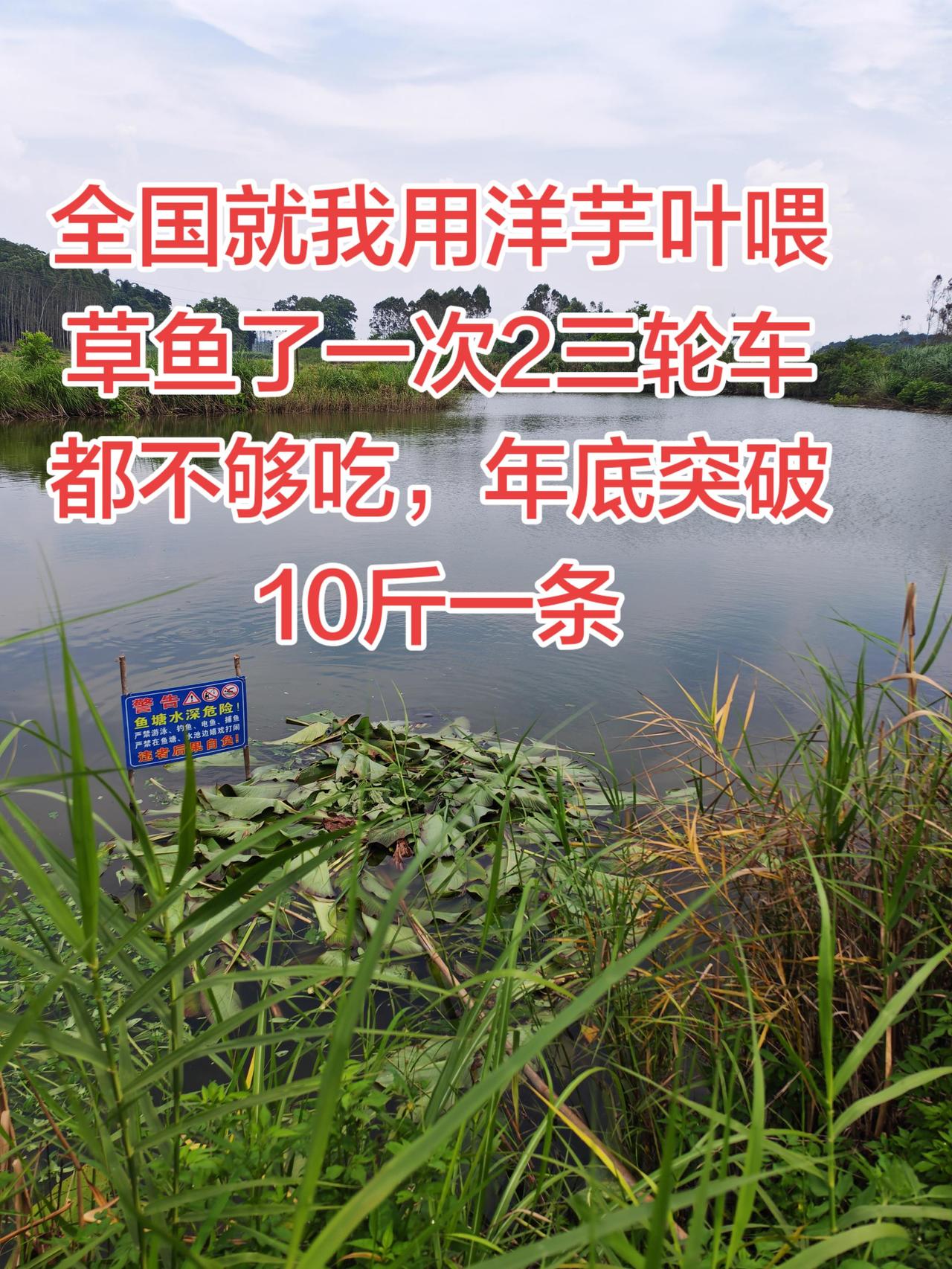 洋芋叶喂草鱼效果好，草鱼最爱了养鱼日记养鱼生活农村