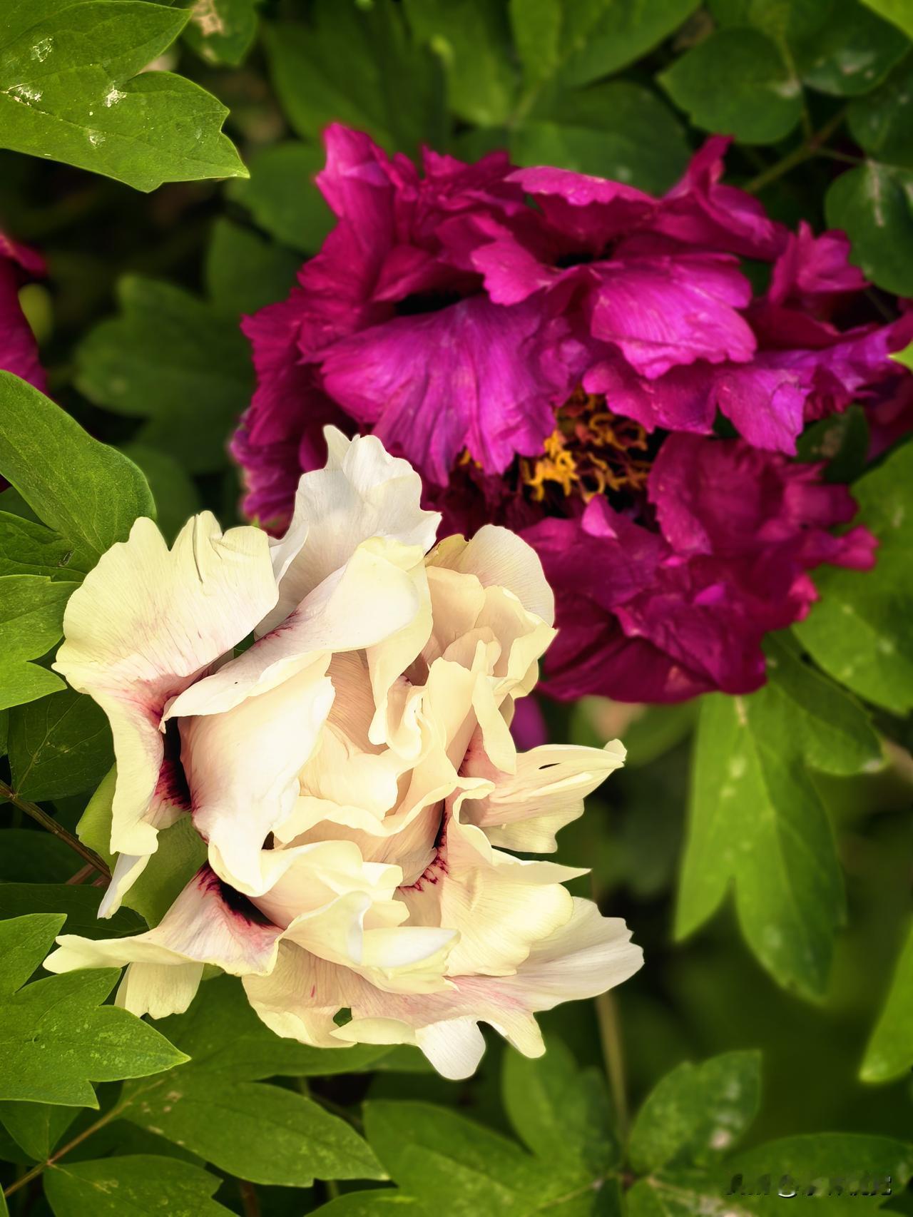 随拍牡丹素艳红妆并一枝，玉肌紫袂两相宜。春光不负倾城色，各占风流一段诗。翠叶