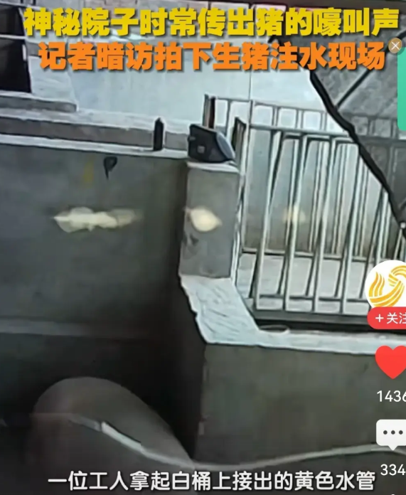 大家有没有发现，现在活着不易啊近日，河北邯郸。神秘院子时常传出猪的嚎叫声，记