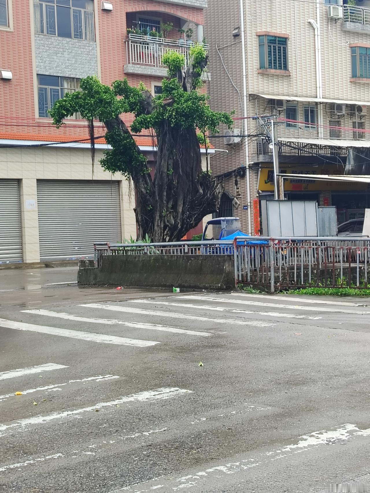 旧时乡间一直传一句老话：榕树不容人，树大人气衰。但种榕树时，把榕树枝倒头载种，就
