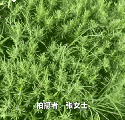 真执着！上海，一女子喜欢用迷迭香来烹饪牛肉。为了方便，她前后买过18盆迷迭香在家