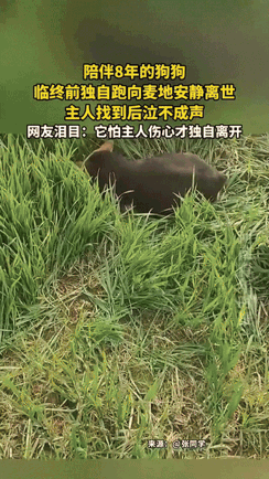 江苏，一女子的狗狗生病后，感觉自己快不行了，临终前独自跑到麦地安静离世。等女子在