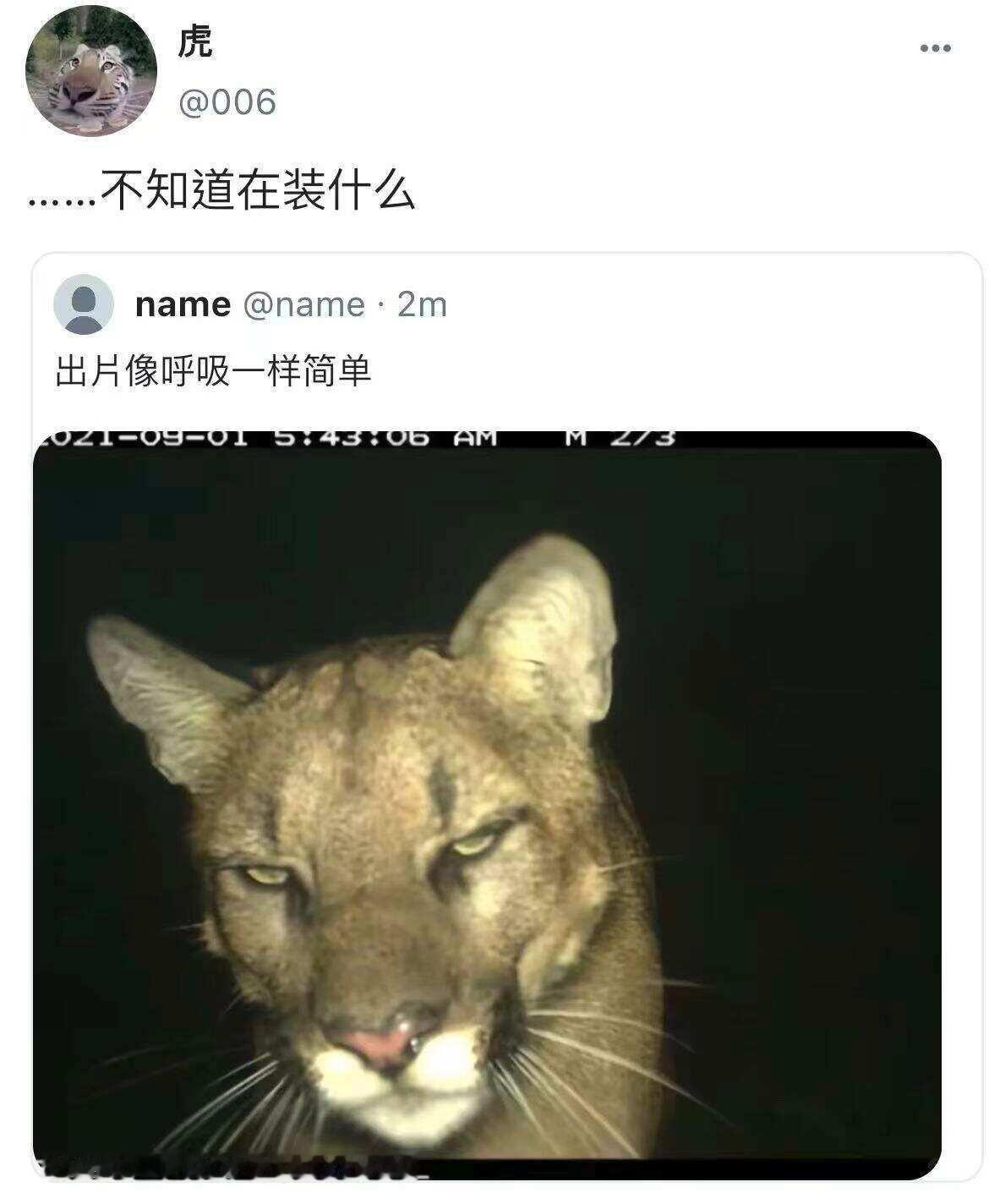 假如小动物们都上网belike：