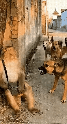 猴哥：看你们那出息样，我只是拿个玩具枪而已[捂脸哭]