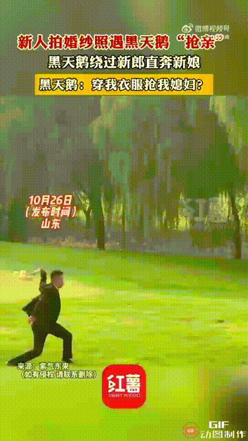 山东一对新人在景区的绿草地上拍摄婚纱照时，突然引起一旁黑天鹅的“不满”，只见黑天