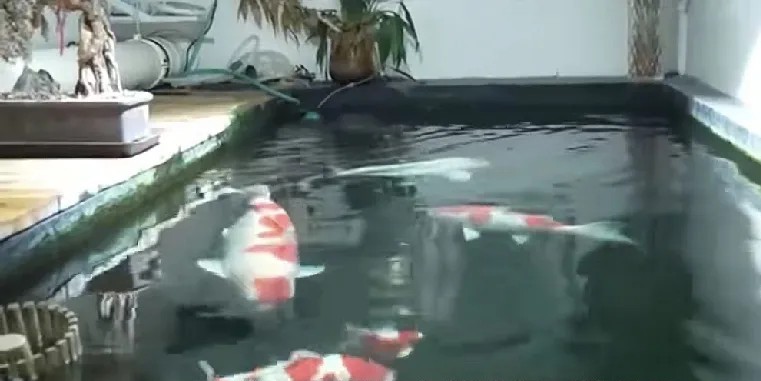 北京，一男子把地下室改成养鱼池，加装了设备，排风扇，增氧泵不停运转，噪音传到1楼