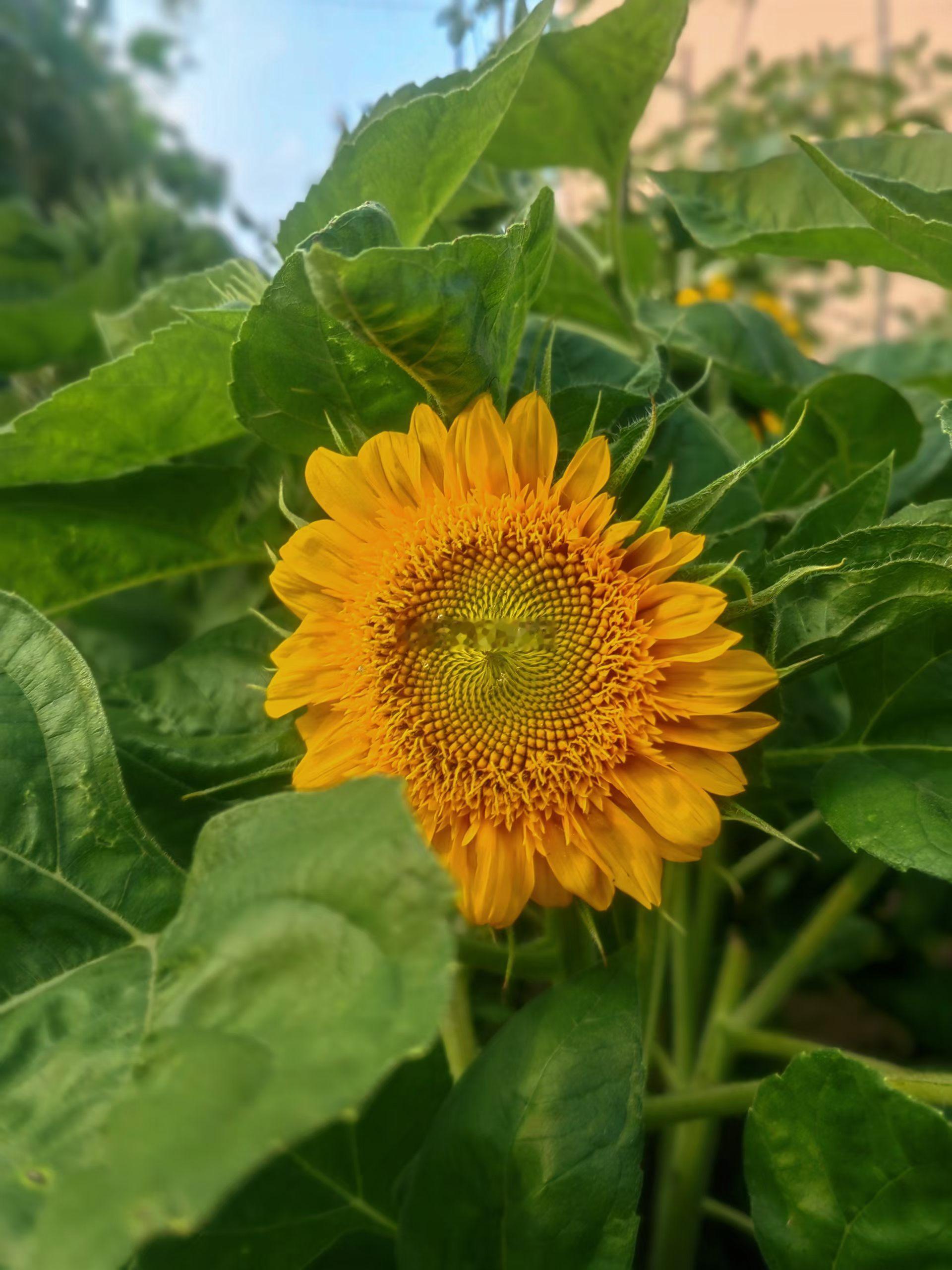 生活手记菜园最新现场报道：首茬黄瓜已经收尾，老黄瓜种粗大壮，坚挺靠在栅栏上！第一