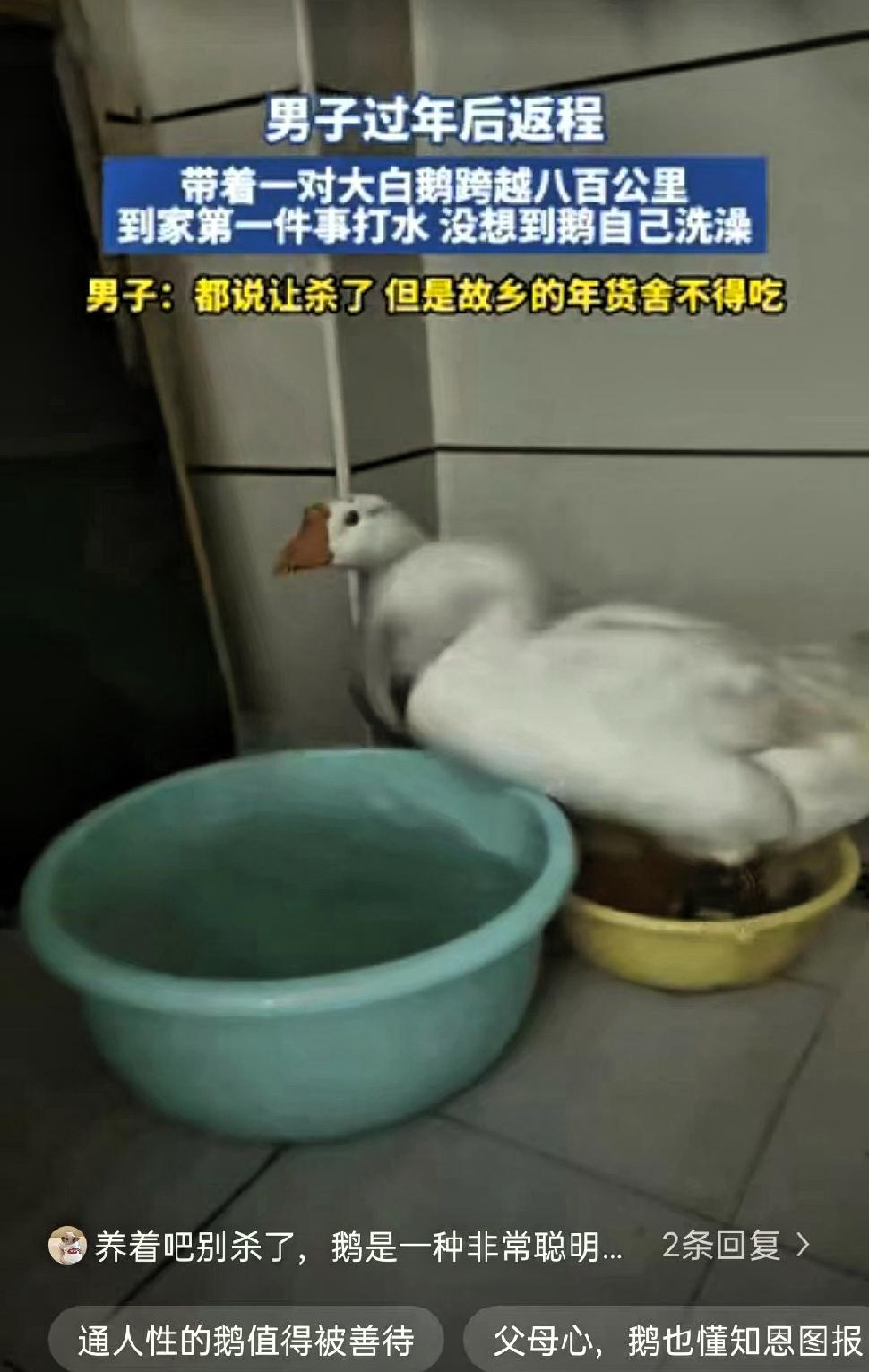 “科学都解释不清了！”河南一位小伙春节后返程，父母将家里养的两只大白鹅让他带回城