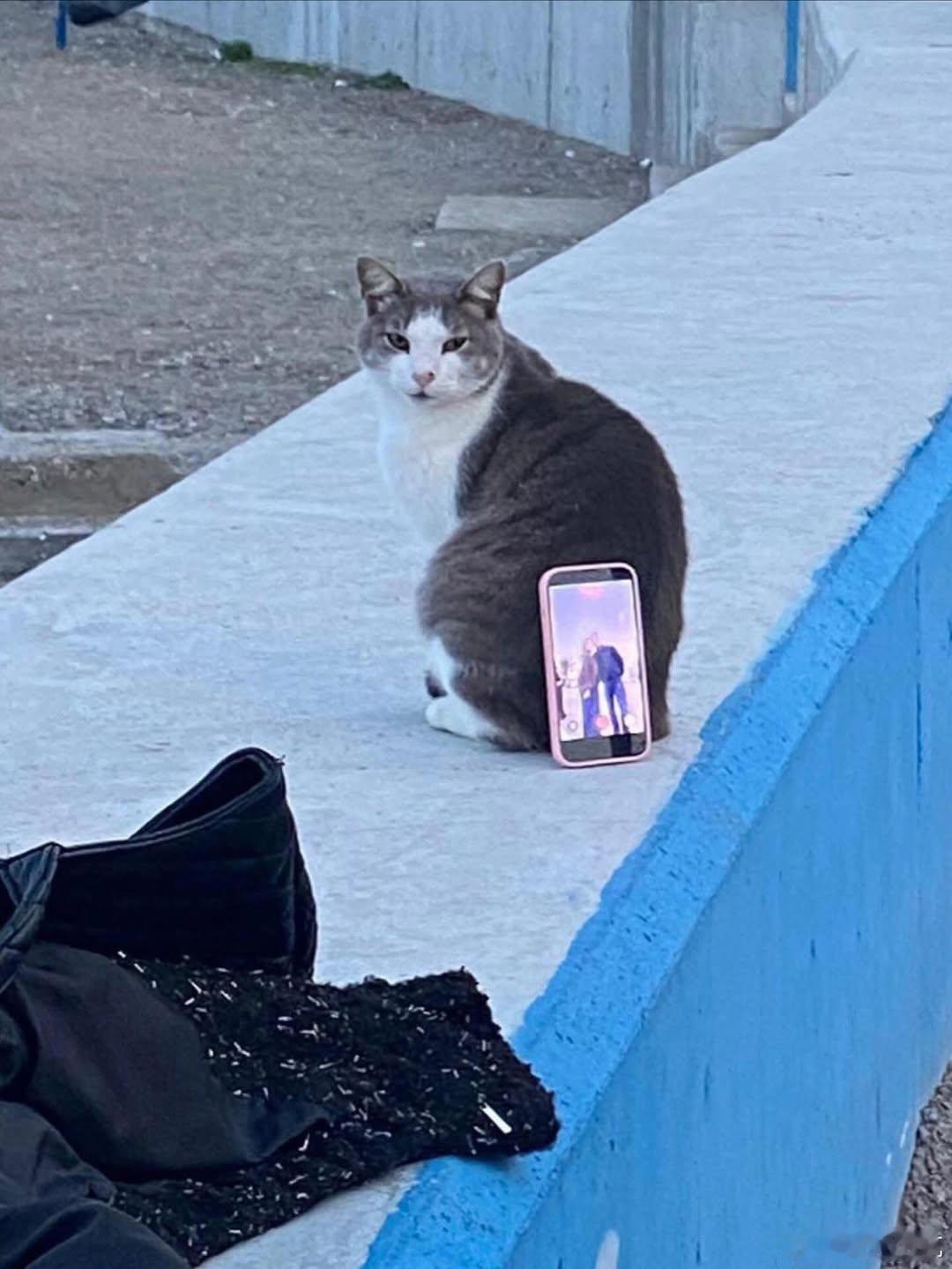 土耳其一对夫妇用猫作为相机三脚架