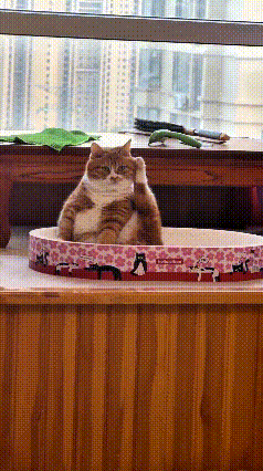 这只小橘猫坐在主人新买的猫窝里，一本正经地把后脚高高抬到脸边，姿势拿捏得稳稳当当