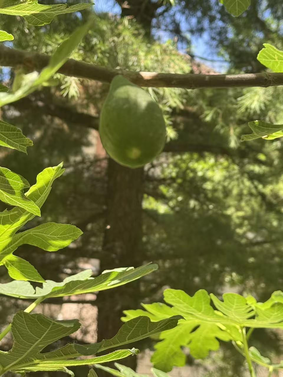 2019年我刚来北京，看到小区有不少空地，问物业：能不能种植果树。物业很支持：